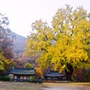 9월 여행. 가볼만한 곳. 추천. 명소. 억새 핑크뮬리 코스모스