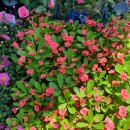 풍년농약사 이미지