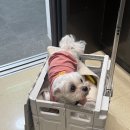 탑동농장 | 가을 햇살 아래, 반려견과 함께한 탑동시민농장 산책 후기