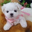 우아펫 대전점 이미지