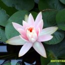 삼호교회 이미지