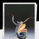 질투가 심한 혈액형 순위~ ㅎ 이미지