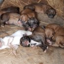 예삐농원 이미지