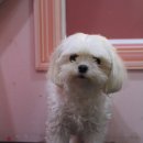 방울이네 펫살롱 이미지