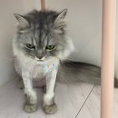 즐겨찾냥 이미지