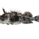 우리집 삼식이무침 이미지