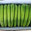 GAP인증 천안아우내오이 --한씨네농산물님 이미지