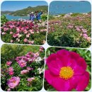 행복오감떡집 | 05/09 여수~고흥 나로도 드라이브와 쑥섬 정원 꽃밭 산책