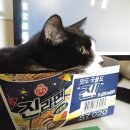 냥플레이스 이미지