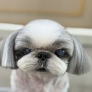 피카소 동물병원 미용 이미지