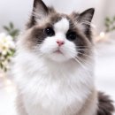 플라워돌스 이미지