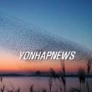 오리떼