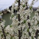 청솔바이오 이미지