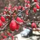 오라버니 이미지