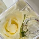 졸리쥬드 이미지