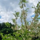 장평리 - 금악리 이미지