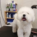 오늘도이쁘개 이미지