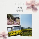 예구항 | 거제 공곶이수선화 - 주차 방문팁 실시간개화 거제수선화 경남봄꽃명소