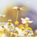 유키구라모토 콘서트 이미지