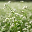 메밀꽃일다 이미지