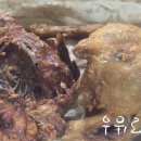 가마치통닭 서면롯데점 | 가마치통닭 서면롯데점 Feat 렌즈 추천