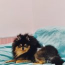 딩굴댕굴 애견호텔 유치원 이미지