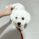 동그리펫 이미지