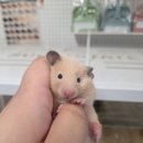 햄스터라운지 이미지