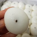 전주한옥마을기정떡