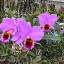 Cattleya percivaliana 'Carla Porto' (MC)카틀레아 퍼시발리아나 ‘칼라 포트’ 이미지