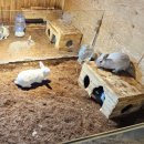 하남교회 화장실 | 하남 아이랑 가기 좋은 카페 &lt;요정출몰지역&gt; 토끼 먹이주기 체험