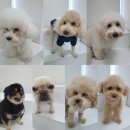 봉순두부 이미지