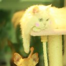 애나동물병원 이미지