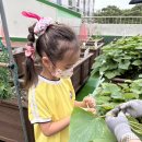 [9월 2주] 고구마줄기 수확🍠 &amp; 우리나라 문화유산🇰🇷 &amp; 현대어린이책박물관📖 &amp; 독서왕👑 이미지