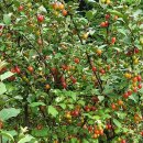 고고씽펜션 | 훌쩍 떠나고 싶을 때, 고민은 짧게! 평창 숲과개울 펜션으로 고고씽!