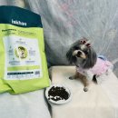 DOG IS | is khan dog 퍼포먼스 어덜트