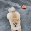 뽀독(BBODOG) 이미지