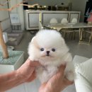 탑클래스 퍼피 이미지