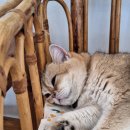 캣스쿨 | 치앙마이 4일차) 나홀로 해외여행 - 그랜마즈 홈쿠킹 스쿨, 반캉왓, 고양이카페, 님만해민 마사지