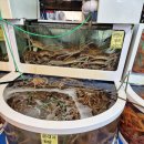 매천초등 | 🦀 대구 매천시장 솔직 후기: 대게 vs 홍게 대결(수율 및 가격정보)