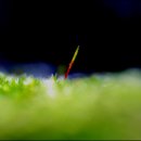 들꽃편지 이미지