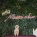 카페미밍코 | 울산 미밍코 펫카페ㅣ도심 한가운데 강아지와 함께하는 힐링 카페