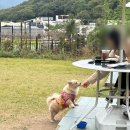 별똥구리 이미지