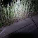 위천 위천교 이미지