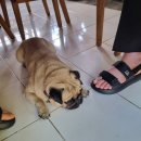 가우리 GAURI 이미지