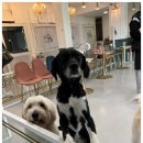 국민은행 상주지점(2층) | 서울 강아지 카페 애견 동반 카페 상주 카페 추천