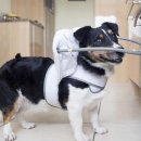 동탄24시동물의료센터 이미지