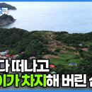 주민 20명에 고양이 30마리만 남은 섬 | 쑥섬 고양이 이미지