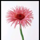 백보한의원 이미지