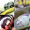 Re:신토불이 호랑이 넝쿨 강낭콩 50% 맛보기 당첨자발표 이미지